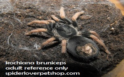 kochiana brunnipes mature male tarantula